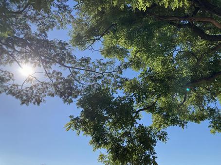 木漏れ日 木漏れ日 空,木漏れ日,木の写真素材