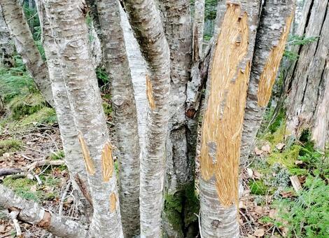 ニホンジカに樹皮を食べられたシラビソ シカ,鹿害,野生動物の写真素材