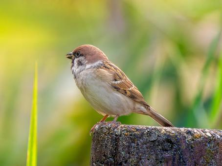 石にとまるスズメ スズメ,雀,鳥の写真素材