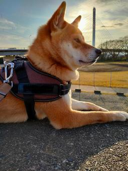 夕方の公園で休憩する柴犬! 夕方の公園で休憩する柴犬! 犬,柴犬,シバの写真素材