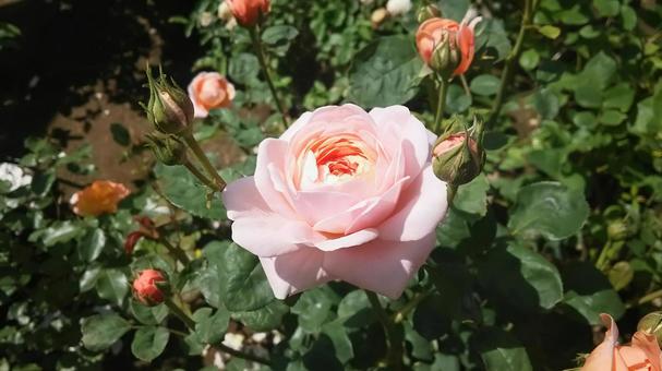 ピンクの薔薇 ピンクの薔薇の写真