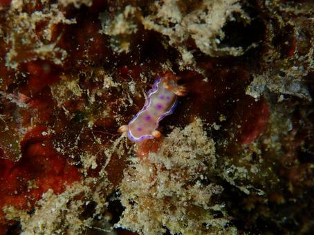ミカドウミウシの幼体 ミカドウミウシの幼体 ウミウシ,海,海の生き物の写真素材