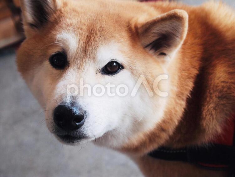 柴犬のカメラ目線 柴犬,ペット,犬の写真素材