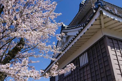 満開の桜と越前大野城 城,越前大野城,建築の写真素材