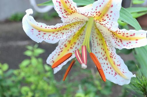 夏の庭に咲くヤマユリの花 夏の庭に咲くヤマユリの花の写真