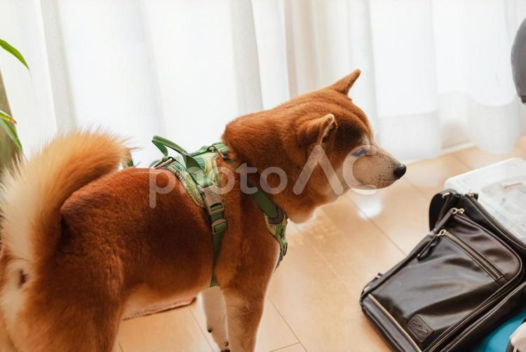 撫でてほしくておじいちゃんを見つめる柴犬 柴犬,しばいぬ,日本犬の写真素材