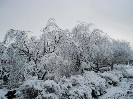 雪が積もったしだれ桜の木 雪が積もったしだれ桜の木の写真