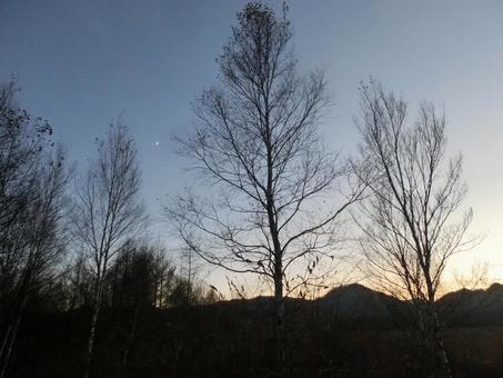 夕暮れ時の木のシルエット-20 夕暮れ時の木のシルエット-20の写真