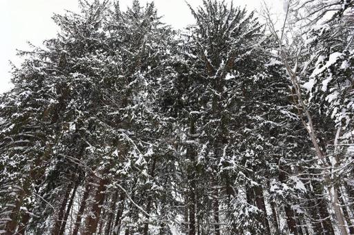 冬の森林　③の写真