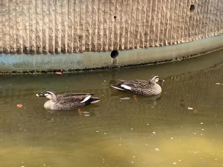 A pair of spot-billed ducks, JPG
