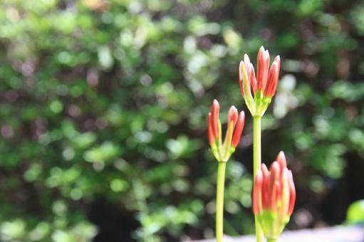 彼岸場のつぼみ 彼岸場のつぼみ 曼殊沙華,彼岸花,秋の写真素材