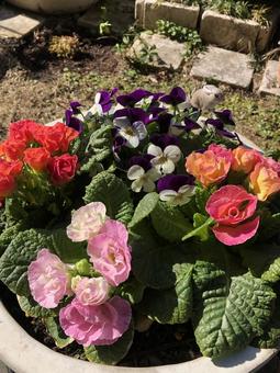 秋冬のかわいい寄せ植え 秋冬のかわいい寄せ植えの写真