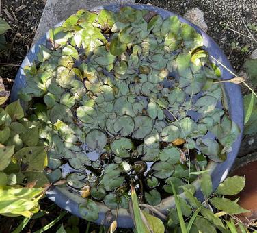 鉢の中の水草の写真