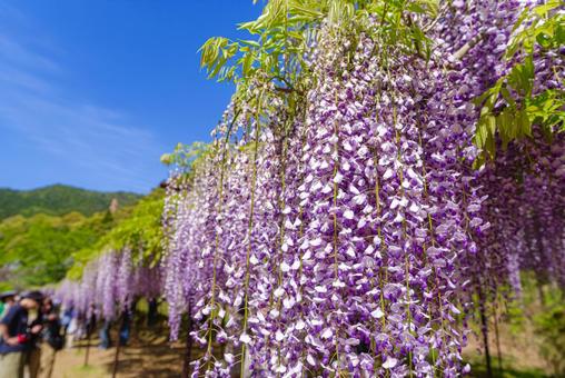 Photo, rattan, flower, plant, 