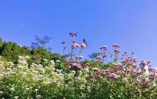 フジバカマの花畑を舞うアサギマダラ フジバカマの花畑を舞うアサギマダラ フジバカマ,花,チョウの写真素材