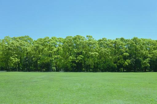 緑の公園 木,公園,森の写真素材