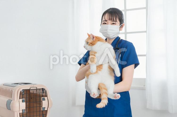 猫を抱く動物病院の女性の日本人獣医師 獣医,獣医師,動物病院の写真素材