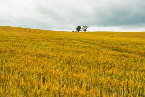 「親子の木」の下に広がる麦畑 「親子の木」の下に広がる麦畑 風景,穀物,麦畑の写真素材