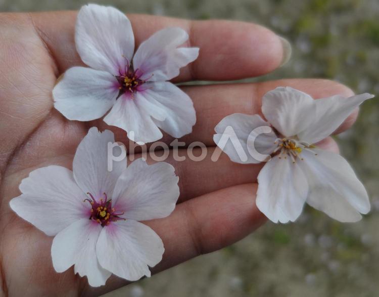 桜0086 桜,さくら,サクラの写真素材