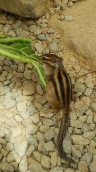 えさを食べるシマリス えさを食べるシマリス シマリス,りす,小動物の写真素材