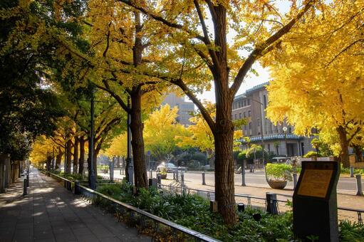 日本大通りの銀杏並木 紅葉,秋,山下公園の写真素材
