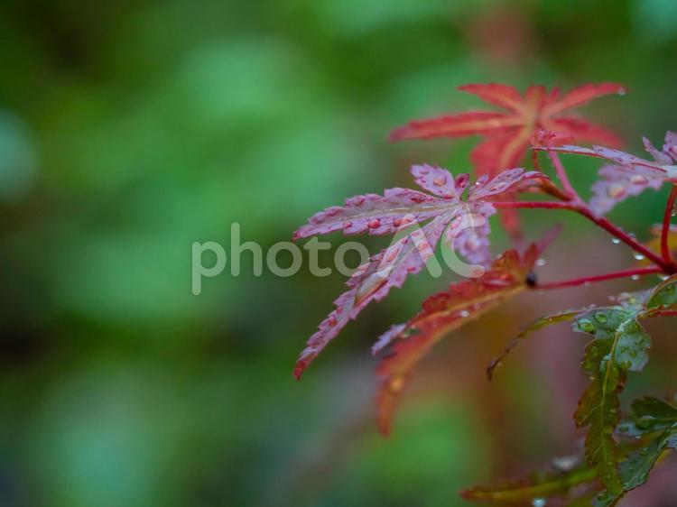 雨上りのモミジ 紅葉,もみじ,秋の写真素材
