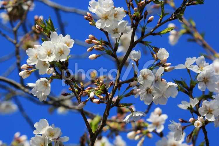 満開のソメイヨシノ5(東京都町田市) ソメイヨシノ,桜,満開の写真素材