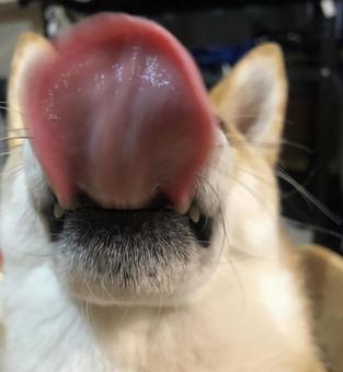 舌を出す犬 舌を出す犬 犬,柴犬,シバイヌの写真素材