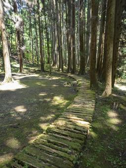 苔の道、夏の森へ 苔の道、夏の森へ 森,遊歩道,木漏れ日の写真素材