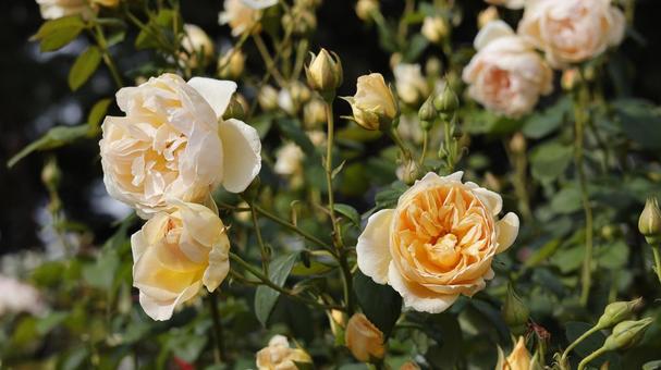 【花の写真】ばらの花 rose,植物,園芸の写真素材