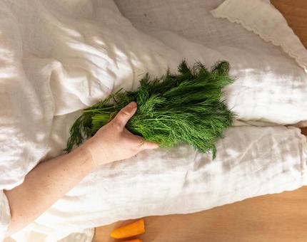 ディルを持つ人の手元 ディル,ハーブ,持つの写真素材