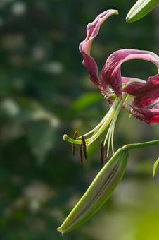 原市沼のかの子ユリ 原市沼のかの子ユリ 百合の花,ユリ,蕾の写真素材