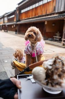 Higashi Chaya District and Toy Poodle, JPG Higashi Chaya District and Toy Poodle, JPG