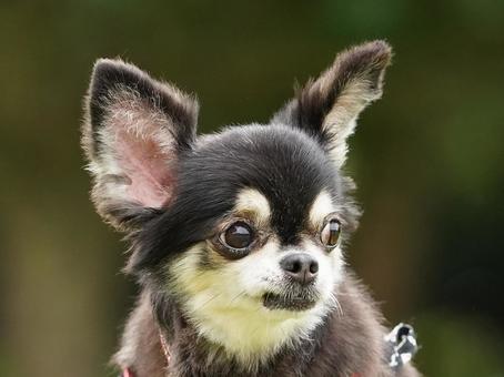 犬の顔(チワワ) 犬の顔(チワワ)の写真