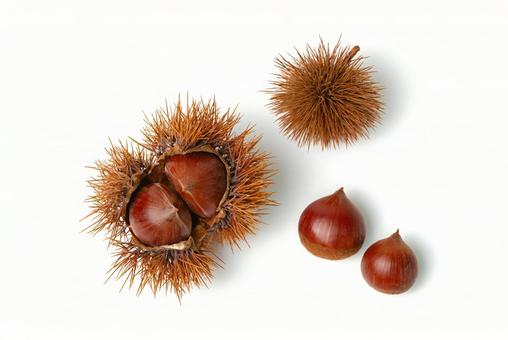 栗入りイガと栗とイガ 栗,クリ,くりの写真素材