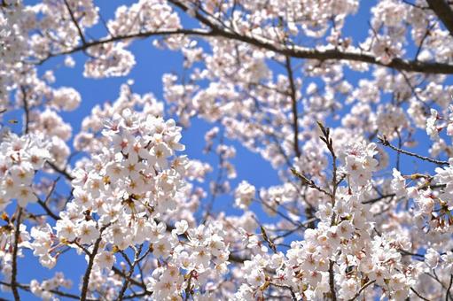 花見日和の青い空 花見日和の青い空の写真