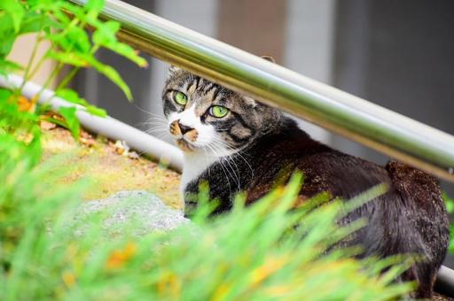 振り返る野良猫 野良猫,猫,生き物の写真素材
