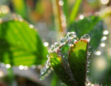 水滴と緑の葉 Water drops 水滴,しずく,雨の写真素材