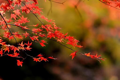 室生寺 室生寺,紅葉,もみじの写真素材