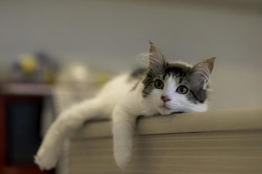 Photo, cat, kitten, tiny, 