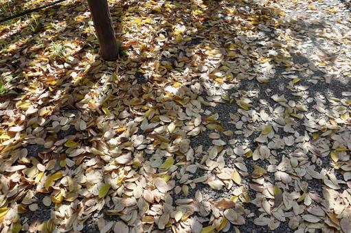 公園の落ち葉 秋,11月,自然の写真素材