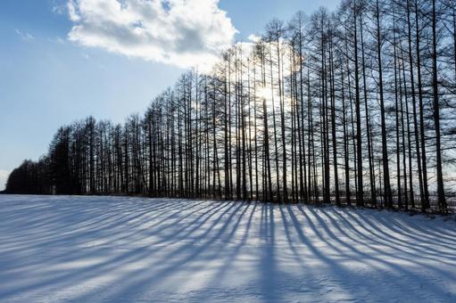 防風林と太陽のコラボレーション 防風林と太陽のコラボレーションの写真