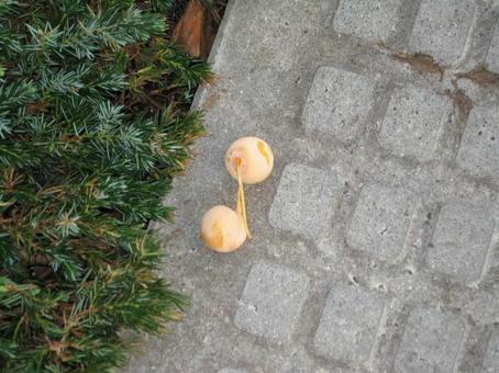 道に落ちていた銀杏の実 イチョウ,銀杏,実の写真素材