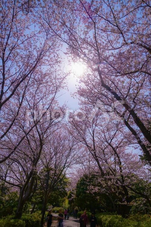 本牧山頂公園の満開の桜（横浜市） 山頂公園,本牧山頂公園,横浜の写真素材