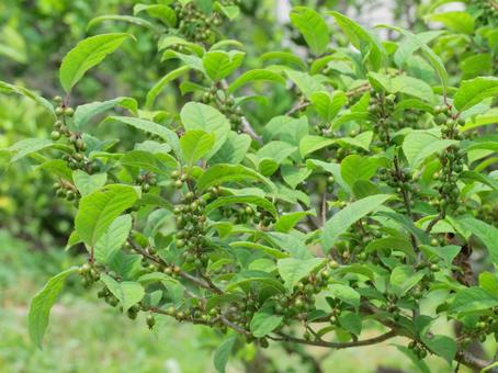 ウメモドキの実 ウメモドキの実の写真