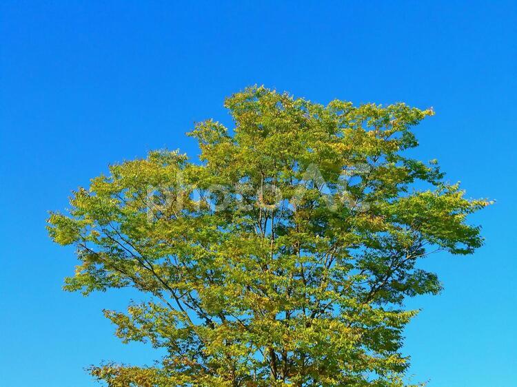 青空と木 ケヤキ,木,植物の写真素材