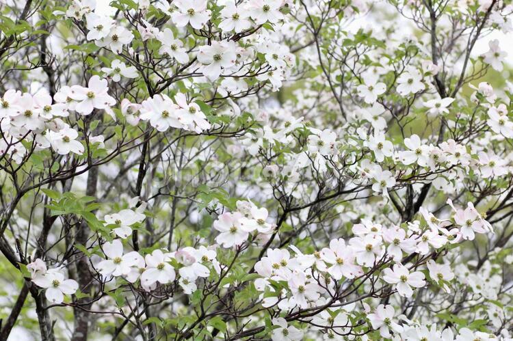 満開の白色のハナミズキの木 ハナミズキ,花水木,ハナミズキの木の写真素材