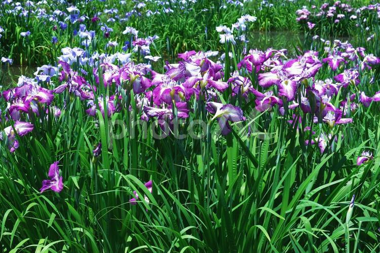 美しき菖蒲 菖蒲,花,大阪の写真素材