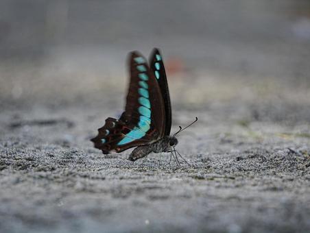 野島公園のアゲハチョウ【アオスジアゲハ】 野島公園のアゲハチョウ【アオスジアゲハ】の写真