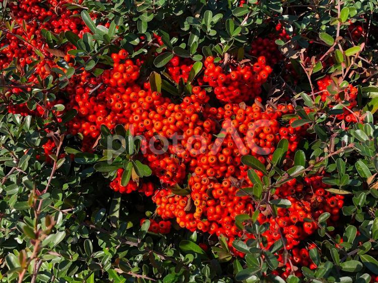 庭木の南天5 南天,縁起物,植物の写真素材